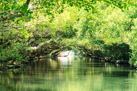The Sihcao Oe Green Tunnel State Park, Tainan, Taiwanの写真素材