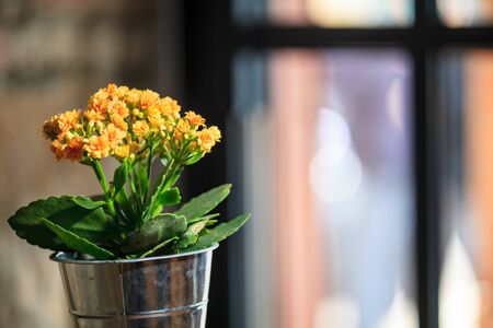 The nice background color with nice flowerの写真素材