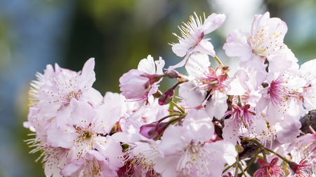 The Sakura. Cherry Blossom in Spring season. Beautiful Pink Flowersの写真素材