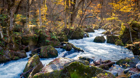 The Mysterious Oirase Stream flowing through the autumn forest in Towada Hachimantai National Park in Aomori Japanの写真素材