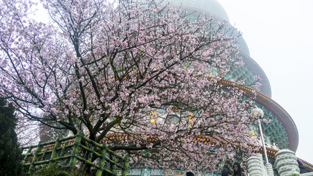 New Taipei City, Taiwan - 22 March, 2016 : Tien-Yuan temple with cherry blossom in New Taipei City, Taiwanのeditorial素材
