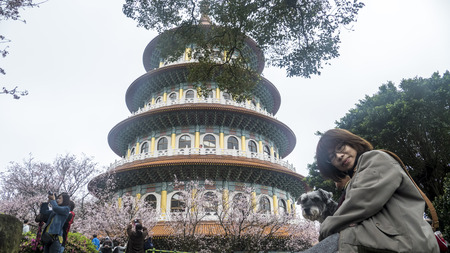 New Taipei City, Taiwan - 22 March, 2016 : Tien-Yuan temple with cherry blossom in New Taipei City, Taiwanのeditorial素材