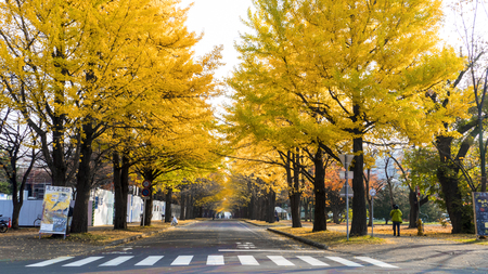 Hokkaido, Japan - 01 Nov, 2014 : The fall season in the autumn Hokkaido Universityのeditorial素材