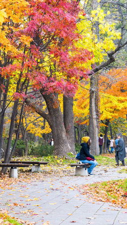 Hokkaido, Japan - 01 Nov, 2014 : The fall season in the autumn Hokkaido Universityのeditorial素材