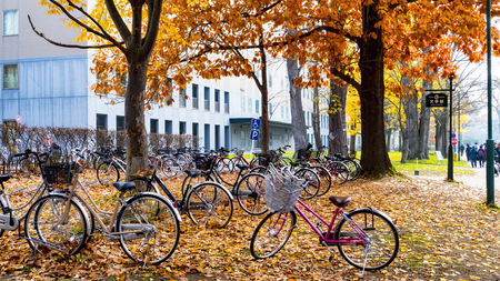 Hokkaido, Japan - 01 Nov, 2014 : The fall season in the autumn Hokkaido Universityのeditorial素材