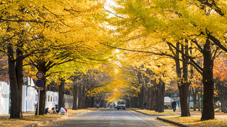 Hokkaido, Japan - 01 Nov, 2014 : The fall season in the autumn Hokkaido Universityのeditorial素材