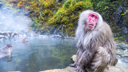 The Snow monkey in hotspring at fall seasonのeditorial素材