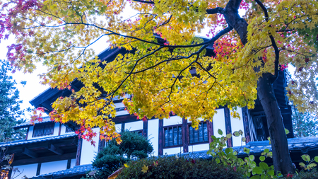 The maple leaf red autumn sunset tree blurred backgroundのeditorial素材