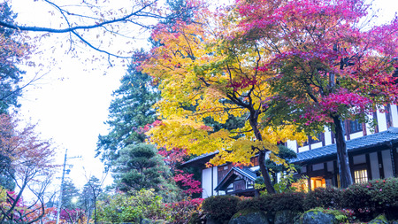 The maple leaf red autumn sunset tree blurred backgroundのeditorial素材