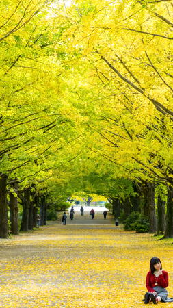 Tokyo, Japan - 06 Nov, 2014 : fall season ginkgo leaves in autumn, Japanのeditorial素材