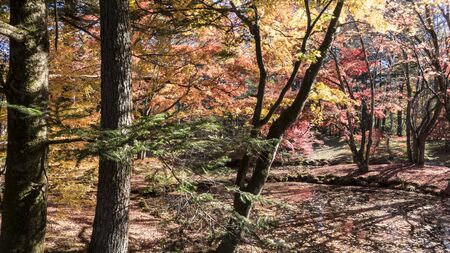 Nagano, Japan - 04 Nov, 2014 : The fall season of Karuizawa, Nagano with nice color, Japanのeditorial素材
