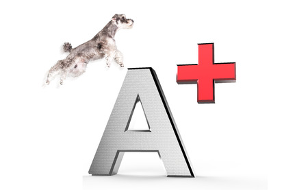 3d rendering of The Miniature schnauzer isolated with white backgroundの写真素材