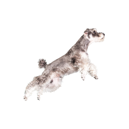 The Miniature schnauzer isolated with white backgroundの写真素材