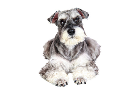 The Miniature schnauzer isolated with white backgroundの写真素材