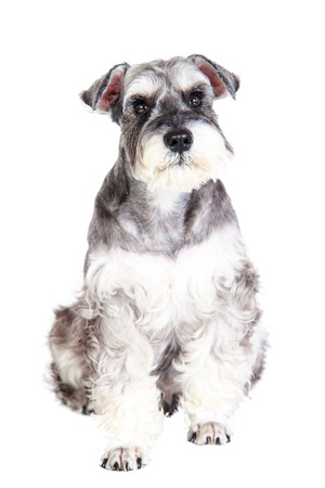 The Miniature schnauzer isolated with white backgroundの写真素材