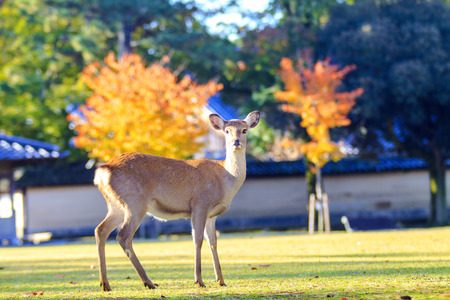 The fall season of Nara city, Japan with nice yellowred colorの写真素材