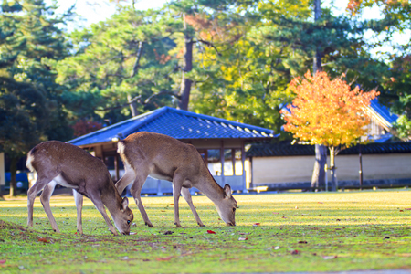 The fall season of Nara city, Japan with nice yellowred colorの写真素材