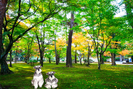 The beautiful maple season with nice color, Japan