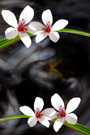 The Tung Blossom with nice background colorの写真素材