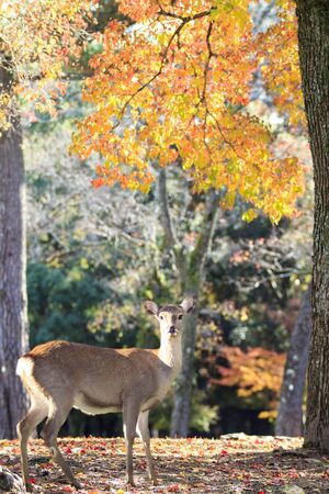 The beatiful Nara season with nice colorful maple in the backgroundの写真素材