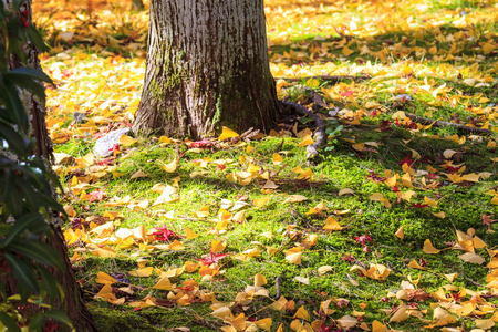The maple season at fall with nice background colorの写真素材