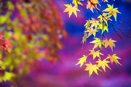 The maple season at fall with nice background colorの写真素材