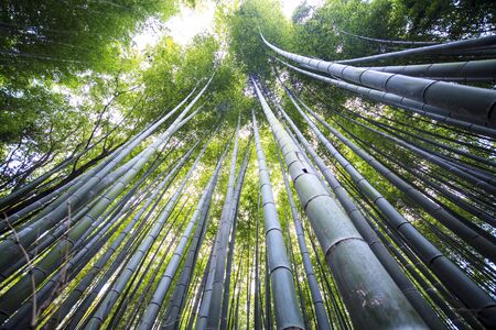 The Beautiful Bamboo forest in Arashiyama at Kyoto - Bright Processing style picturesの写真素材