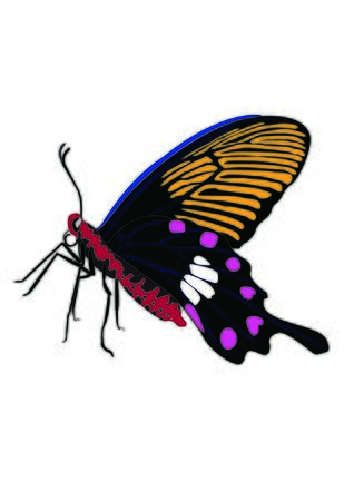 The illustration butterflies design isolated with white
