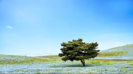 The imageing of Mountain, Tree and Nemophila at Hitachi Seaside Park in spring with blue sky at Ibaraki, Japanの写真素材