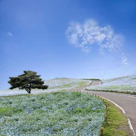 The imageing of Mountain, Tree and Nemophila at Hitachi Seaside Park in spring with blue sky at Ibaraki, Japanの写真素材