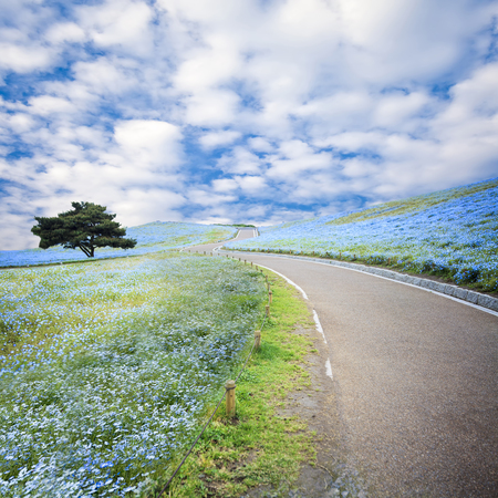 The imageing of Mountain, Tree and Nemophila at Hitachi Seaside Park in spring with blue sky at Ibaraki, Japanの写真素材