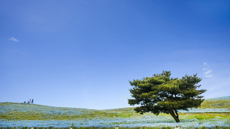 The imageing of Mountain, Tree and Nemophila at Hitachi Seaside Park in spring with blue sky at Ibaraki, Japanの写真素材