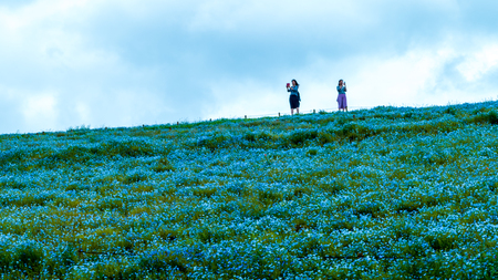 Ibaraki, Japan - May 11, 2016 : The Tree and Nemophila at Hitachi Seaside Park in spring with blue sky at Ibaraki, Japanのeditorial素材