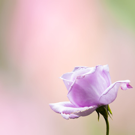 The beautiful pink rose with very nice background colorの写真素材