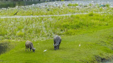 The cow eating the green grass with nice background color