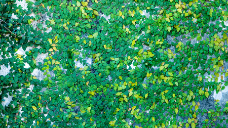 The Green leaves on the wall background texture