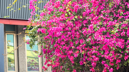 Taipei, Taiwan - Apr, 21 2017: Monga, this name Wanhua, the birthplace of Taipei City, the oldest city street in the shade hat kitchen site Daxi mouthのeditorial素材