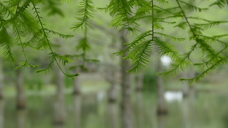 The Taiwan Line 9 Hualien County Feiyu Pine Parkの写真素材