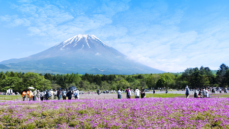 fuji river lake, japan, May,21 2016 : Japan Shibazakura Festival with the field of pink moss of Sakura or cherry blossom with Mountain Fuji in backgroundのeditorial素材