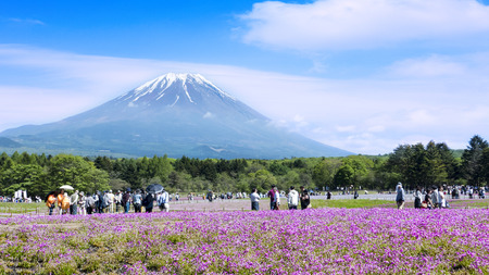 fuji river lake, japan, May,21 2016 : Japan Shibazakura Festival with the field of pink moss of Sakura or cherry blossom with Mountain Fuji in backgroundのeditorial素材
