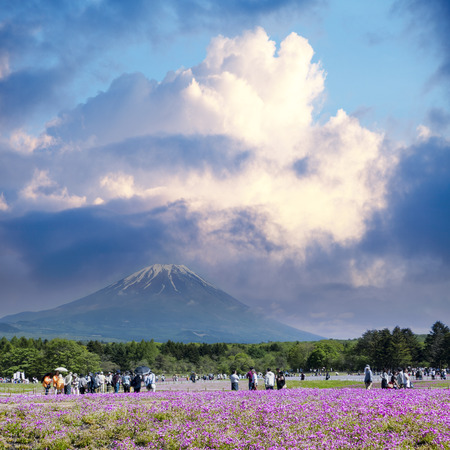 fuji river lake, japan, May,21 2016 : Japan Shibazakura Festival with the field of pink moss of Sakura or cherry blossom with Mountain Fuji in backgroundのeditorial素材