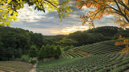 The tea garden sunset in the summer time with nice background viewの写真素材