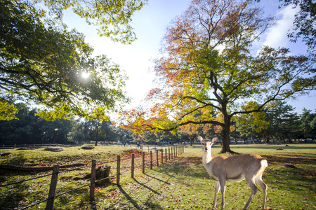 The fall season with beautiful maple color at Nara Park, Japanの素材 [FY31083469154]