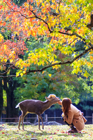 The fall season with beautiful maple color at Nara Park, Japanの写真素材