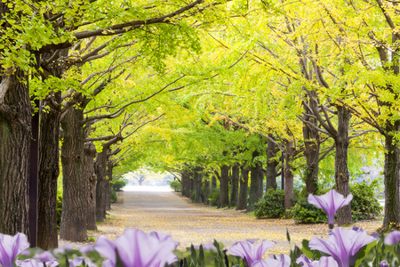 Tokyo, Japan - November 7 : Street in Tokyo, Japan on November 7, 2014, The street nearby Meiji Jingu Gaien that has beautiful Ginkgo along the lenght of the streetのeditorial素材