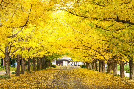 Tokyo, Japan - November 7 : Street in Tokyo, Japan on November 7, 2014, The street nearby Meiji Jingu Gaien that has beautiful Ginkgo along the lenght of the streetのeditorial素材