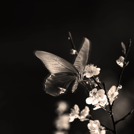 The beautiful plum blossom with nice background colorの写真素材