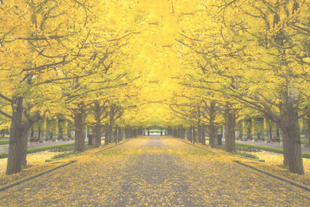 Tokyo, Japan - November 7 : Street in Tokyo, Japan on November 7, 2014, The street nearby Meiji Jingu Gaien that has beautiful Ginkgo along the lenght of the streetのeditorial素材