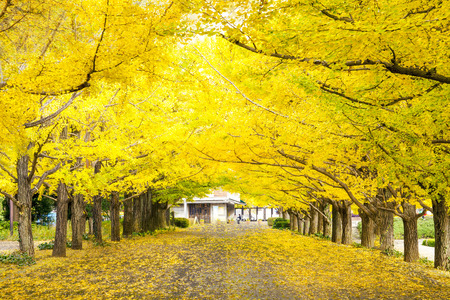 Tokyo, Japan - November 7 : Street in Tokyo, Japan on November 7, 2014, The street nearby Meiji Jingu Gaien that has beautiful Ginkgo along the lenght of the streetのeditorial素材