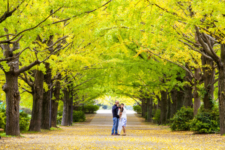 Tokyo, Japan - November 7 : Street in Tokyo, Japan on November 7, 2014, The street nearby Meiji Jingu Gaien that has beautiful Ginkgo along the lenght of the streetのeditorial素材